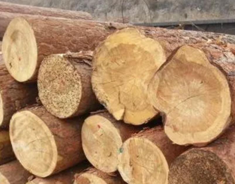 樟子松木材建造木屋的使用